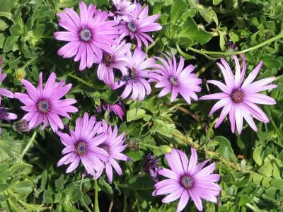 primaryPic_flower2 (reduced).jpg